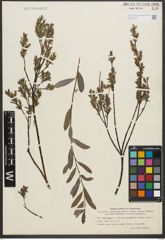 Foto von Salix repens L.